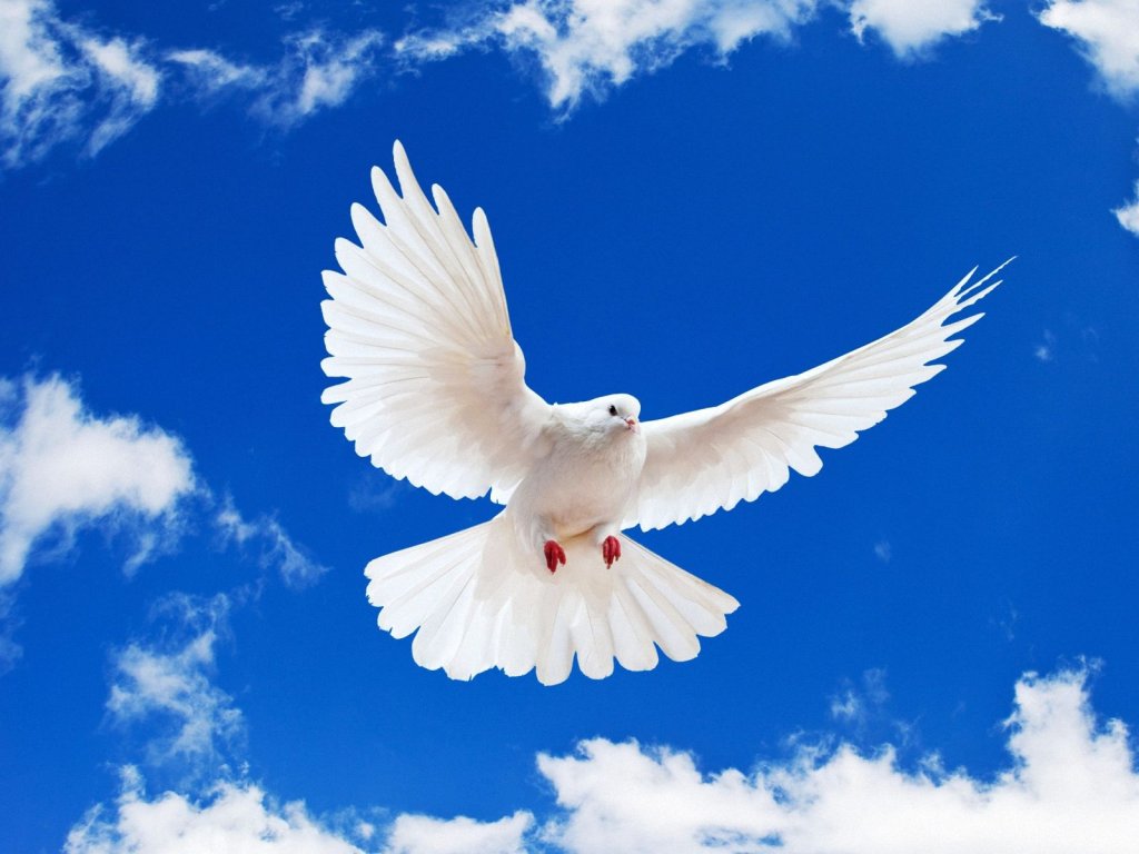 In Memory Donations - Maggie\'s Wigs 4 Kids of Michigan - Dove-doves-31209127-1024-768